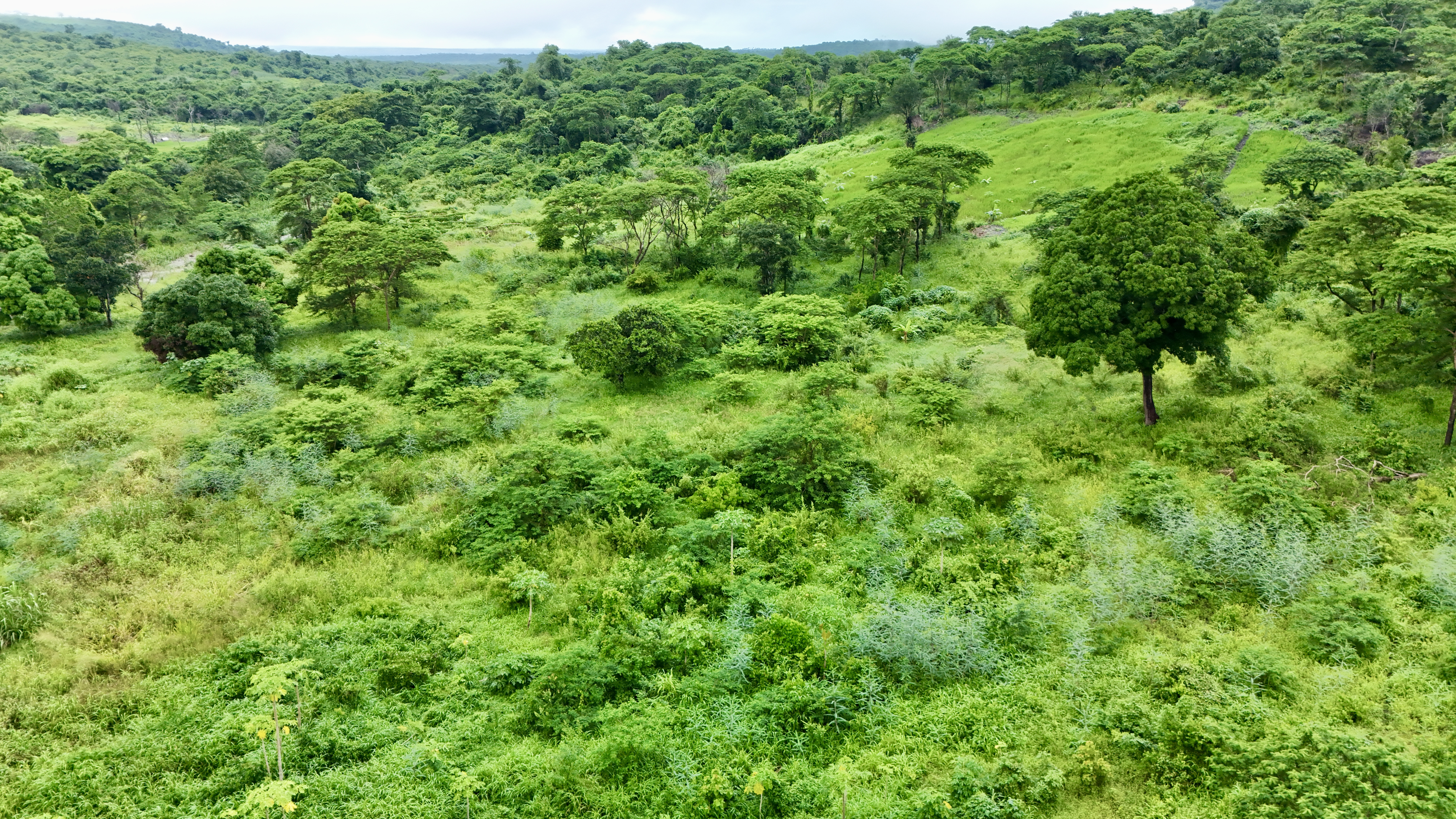 Vegetable farm in Kisarawe